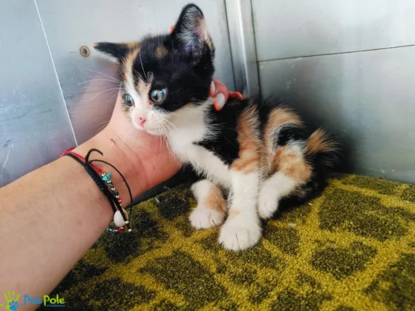 Kot do adopcji, Racławice, 4 czerwca 2025 (1/4)