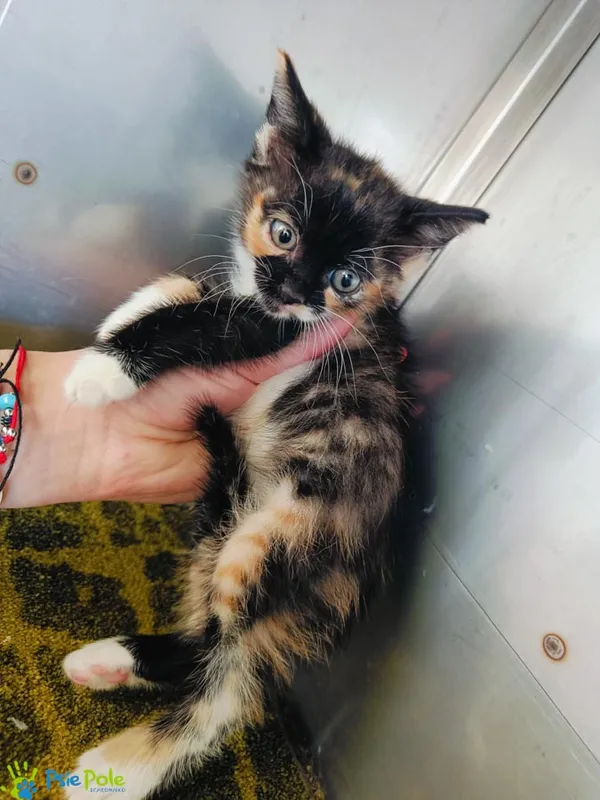 Kot do adopcji, Racławice, 4 czerwca 2025 (1/4)