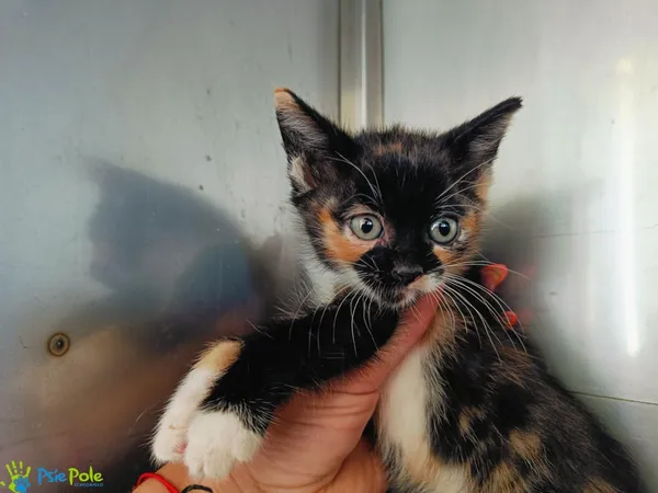 Kot do adopcji, Racławice, 4 czerwca 2025 (2/4)