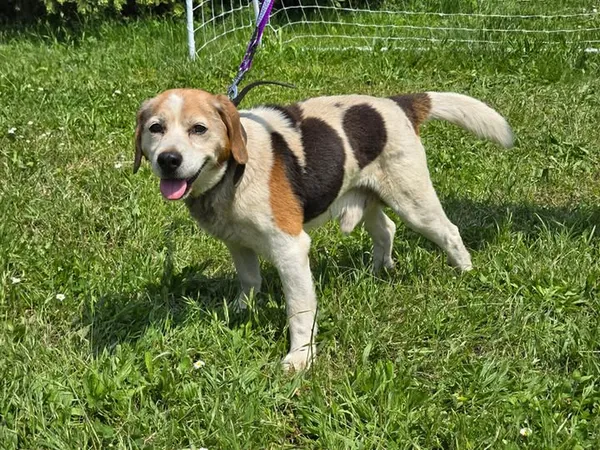 Pies do adopcji, Ropczyce, 6 czerwca 2025