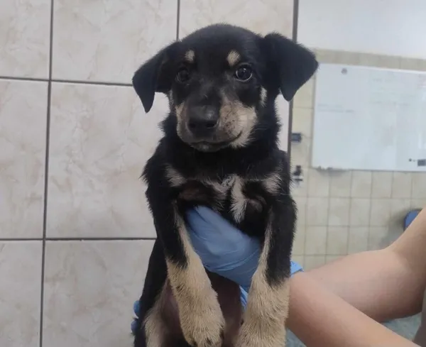 Znaleziono psa, Toruń, 6 czerwca 2025