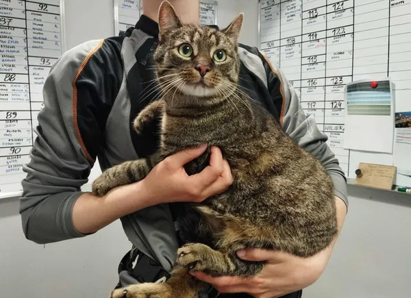 Znaleziono kota, Toruń, 5 czerwca 2025