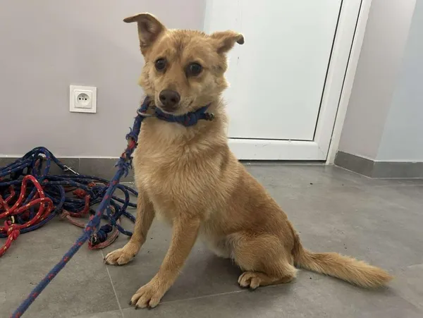 Znaleziono psa, Toruń, 5 czerwca 2025