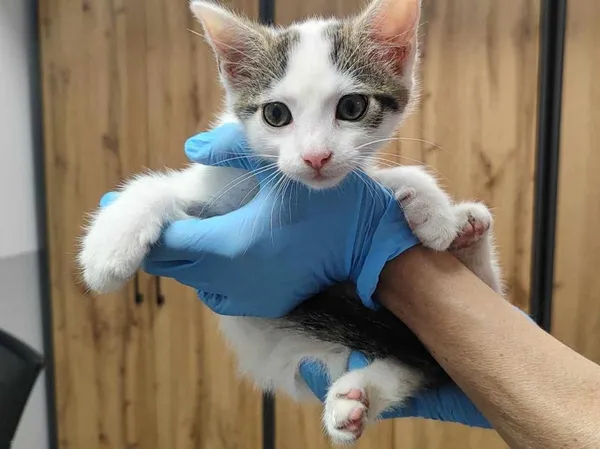 Znaleziono kota, Toruń, 4 czerwca 2025