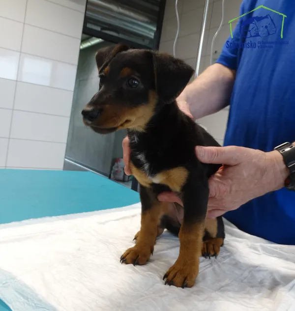 Znaleziono psa, Szczecin, 6 czerwca 2025 (3/3)