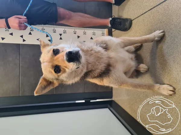 Znaleziono psa, Chełmek, 6 czerwca 2025