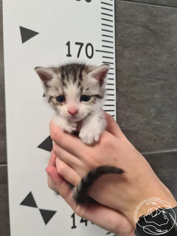 Znaleziono kota, Chełmek, 6 czerwca 2025