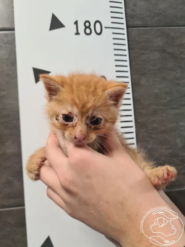 Znaleziono kota, Chełmek, 6 czerwca 2025