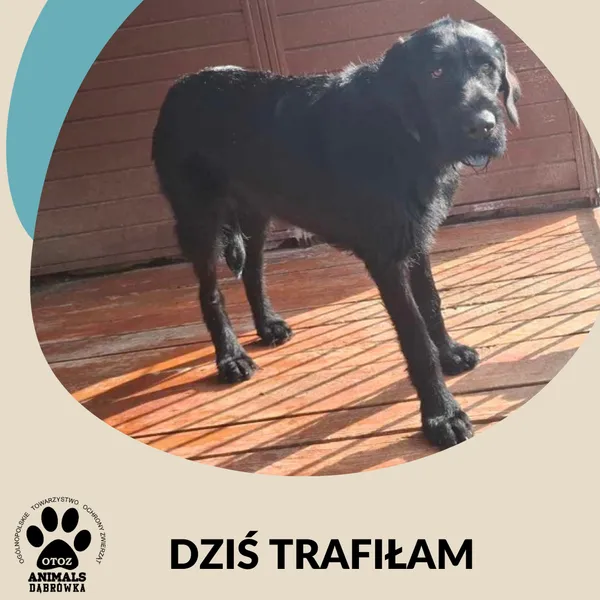 Znaleziono psa, Dąbrówka, 5 czerwca 2025