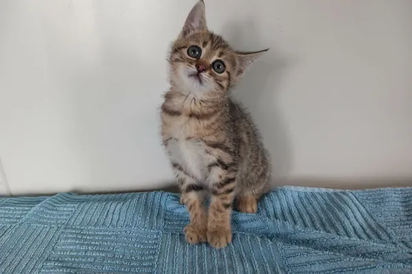 Znaleziono kota, Henrykowo, 25 maja 2025