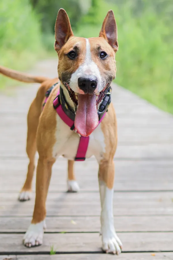 Znaleziono psa, Sosnowiec, 4 czerwca 2025 (3/5)