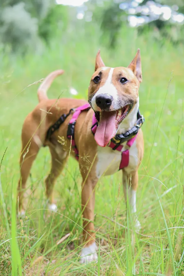 Znaleziono psa, Sosnowiec, 4 czerwca 2025 (4/5)