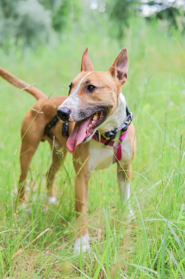 Znaleziono psa, Sosnowiec, 4 czerwca 2025 (5/5)