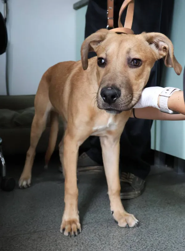 Znaleziono psa, Łódź, 6 czerwca 2025 (2/5)