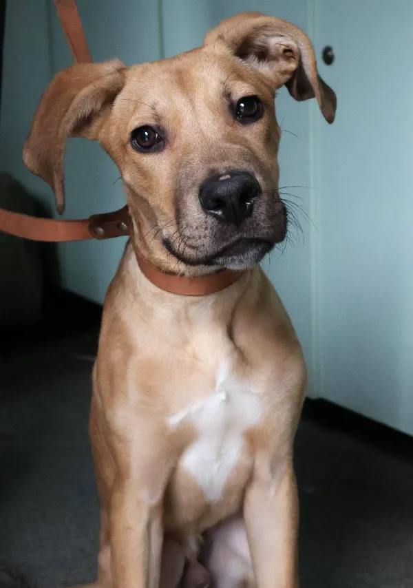 Znaleziono psa, Łódź, 6 czerwca 2025 (3/5)