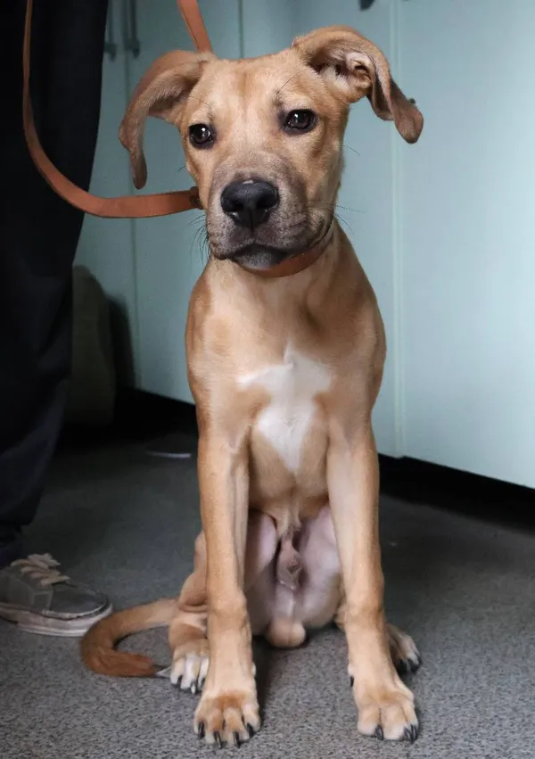 Znaleziono psa, Łódź, 6 czerwca 2025 (4/5)