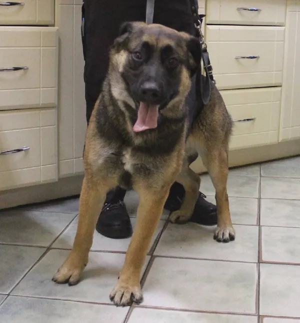 Znaleziono psa, Łódź, 6 czerwca 2025 (1/5)