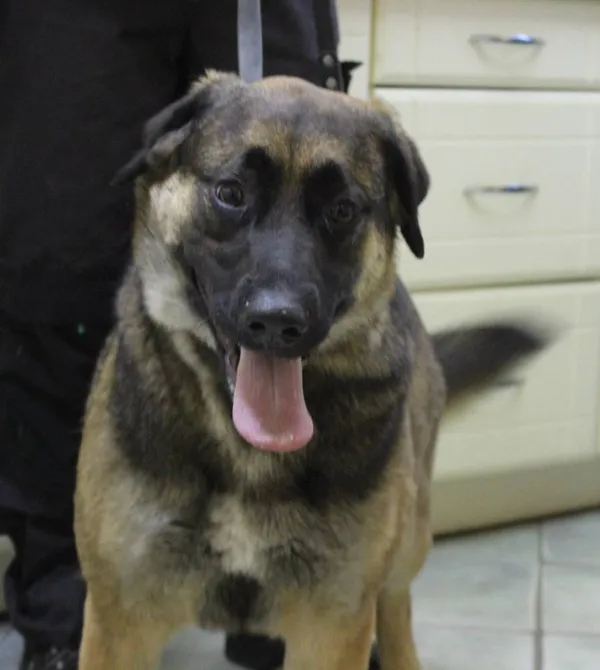 Znaleziono psa, Łódź, 6 czerwca 2025 (3/5)