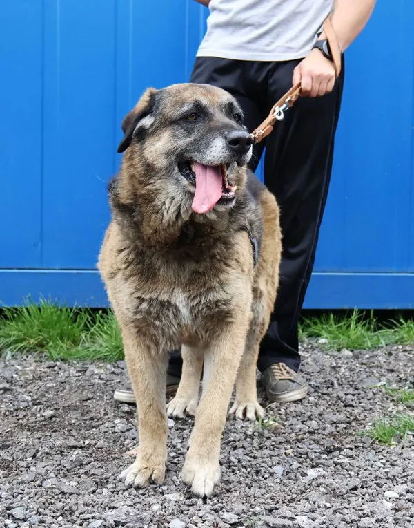 Znaleziono psa, Łódź, 6 czerwca 2025 (4/5)