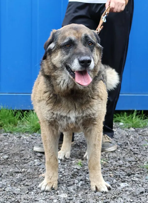 Znaleziono psa, Łódź, 6 czerwca 2025 (5/5)