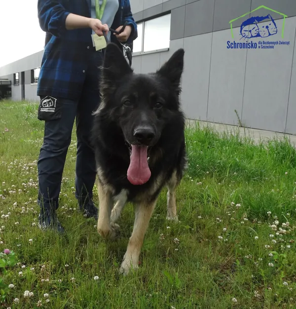 Znaleziono psa, Szczecin, 6 czerwca 2025 (1/3)