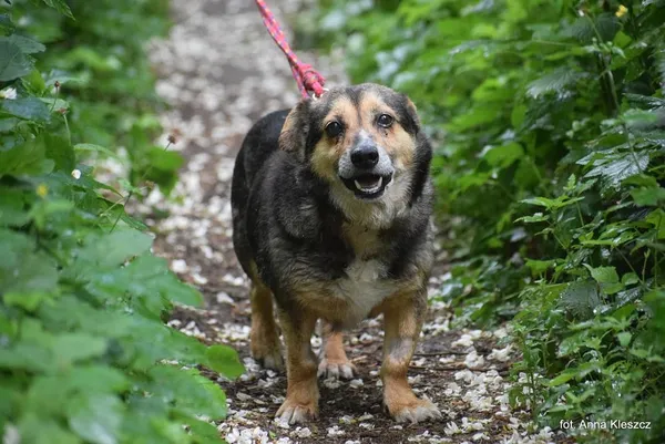 Znaleziono psa, Toruń, 30 kwietnia 2025