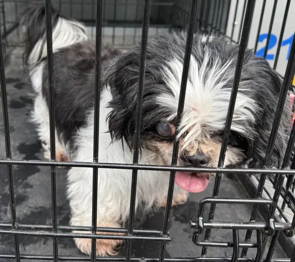 Znaleziono psa, Radom, 6 czerwca 2025