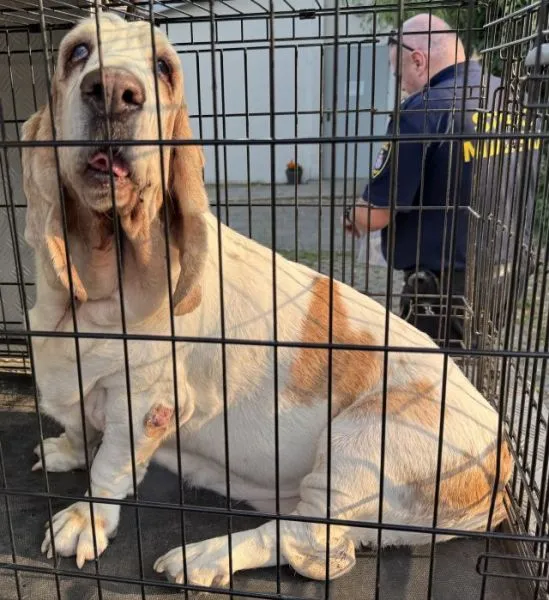 Znaleziono psa, Radom, 5 czerwca 2025