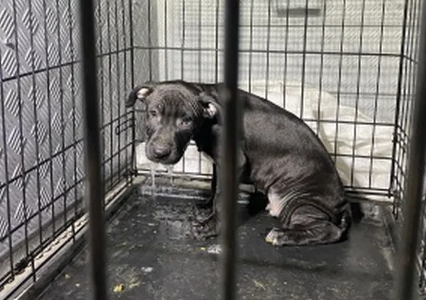 Znaleziono psa, Radom, 4 czerwca 2025