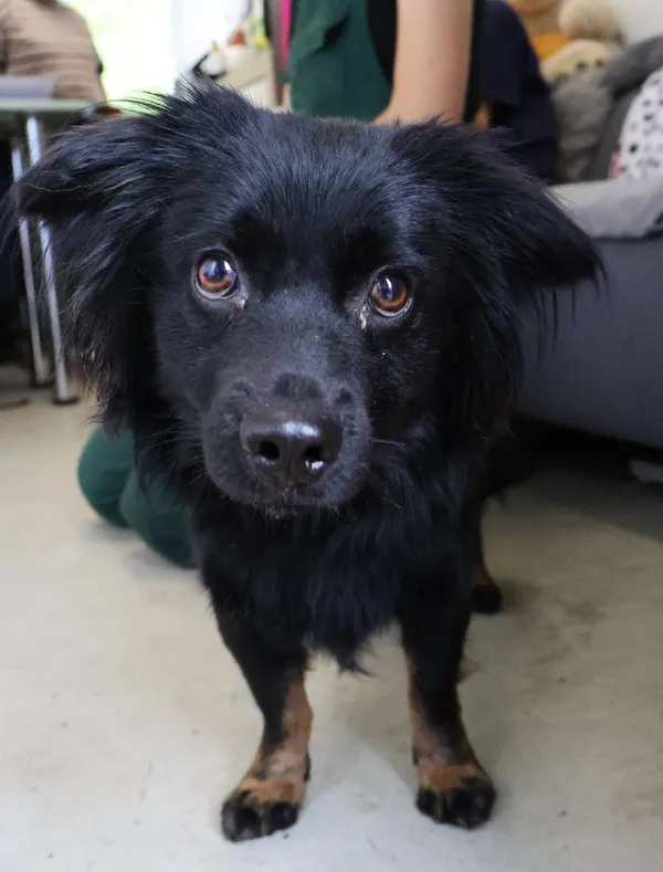 Znaleziono psa, Łódź, 7 czerwca 2025 (1/3)