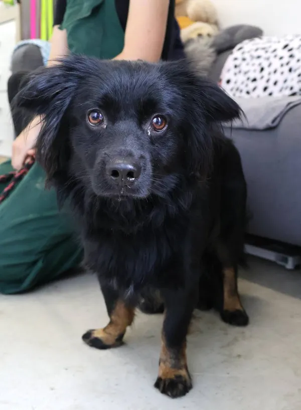 Znaleziono psa, Łódź, 7 czerwca 2025 (2/3)