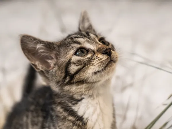 Znaleziono kota, Sosnowiec, 30 maja 2025 (5/5)