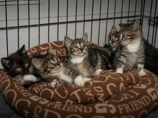 Znaleziono kota, Sosnowiec, 30 maja 2025 (5/5)