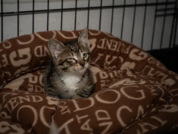 Znaleziono kota, Sosnowiec, 30 maja 2025 (1/5)