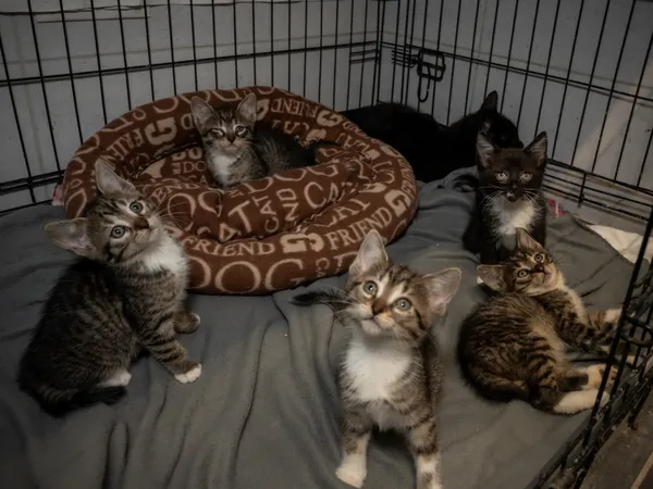 Znaleziono kota, Sosnowiec, 30 maja 2025 (3/5)