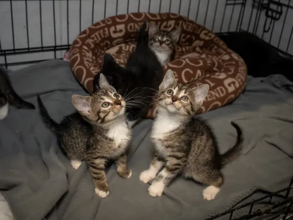 Znaleziono kota, Sosnowiec, 30 maja 2025 (2/5)