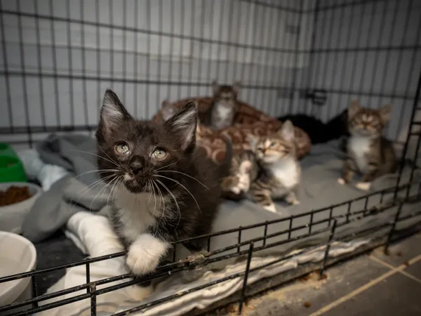 Znaleziono kota, Sosnowiec, 30 maja 2025 (5/5)