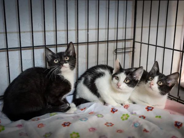 Znaleziono kota, Sosnowiec, 2 czerwca 2025 (2/4)