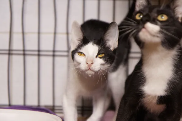 Znaleziono kota, Sosnowiec, 2 czerwca 2025 (3/3)