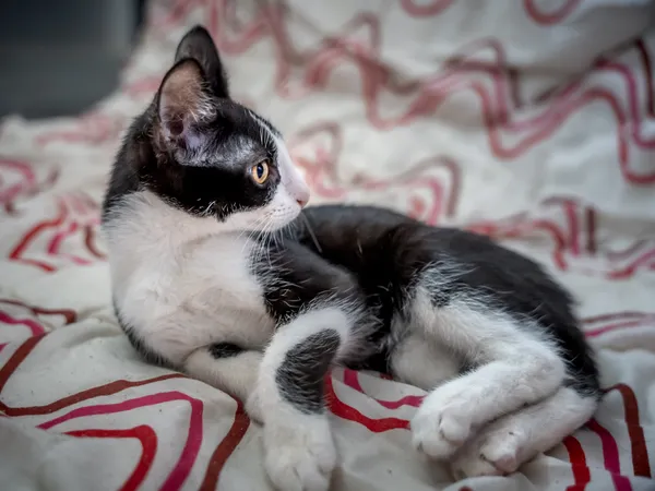 Znaleziono kota, Sosnowiec, 2 czerwca 2025 (5/5)