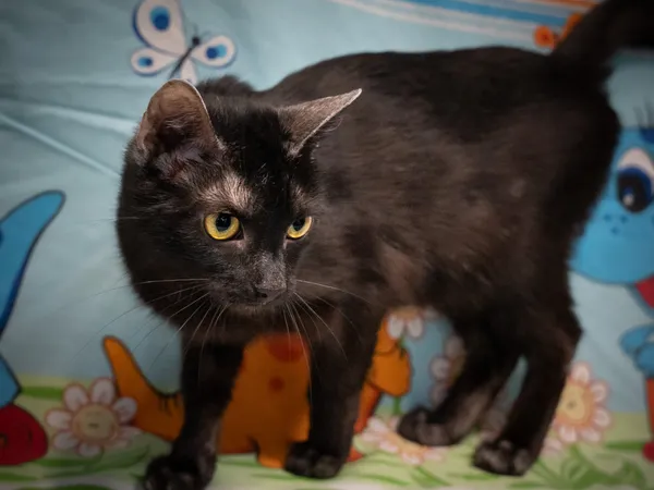 Znaleziono kota, Sosnowiec, 6 czerwca 2025 (4/5)