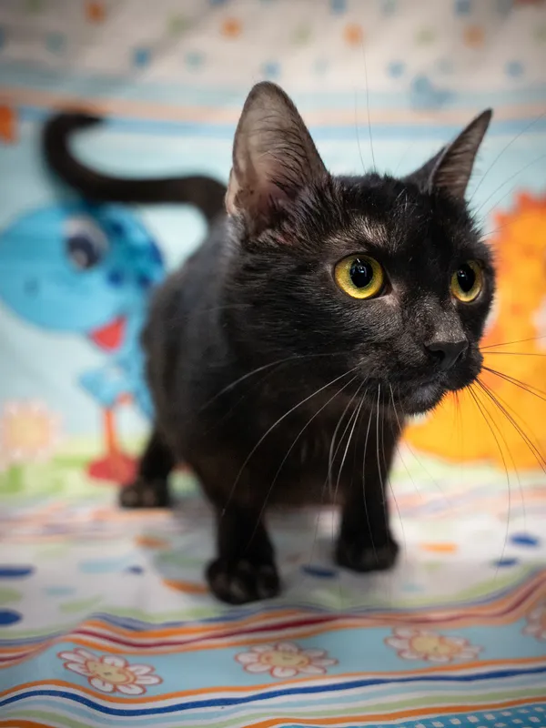 Znaleziono kota, Sosnowiec, 6 czerwca 2025 (5/5)