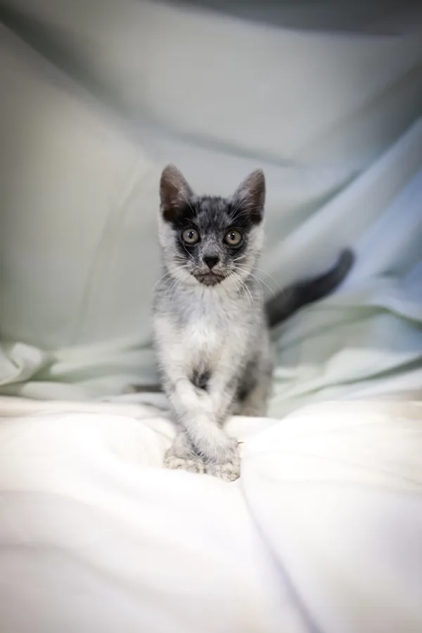 Znaleziono kota, Sosnowiec, 4 czerwca 2025 (4/5)