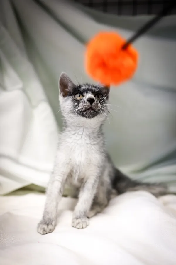 Znaleziono kota, Sosnowiec, 4 czerwca 2025 (5/5)