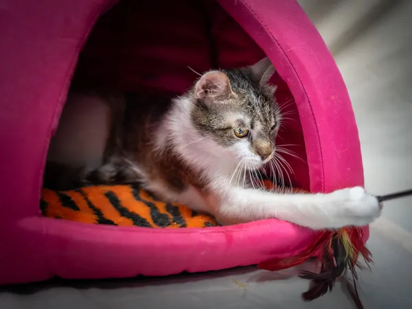 Znaleziono kota, Sosnowiec, 6 czerwca 2025 (1/5)