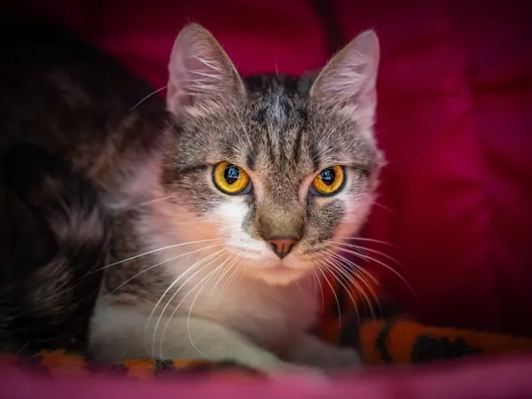 Znaleziono kota, Sosnowiec, 6 czerwca 2025 (4/5)