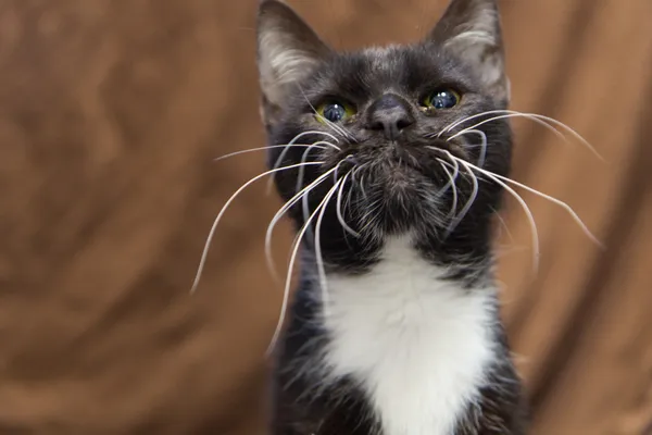 Znaleziono kota, Sosnowiec, 6 czerwca 2025 (4/5)