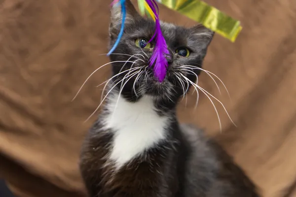 Znaleziono kota, Sosnowiec, 6 czerwca 2025 (5/5)