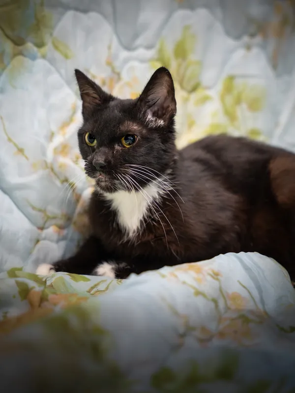 Znaleziono kota, Sosnowiec, 6 czerwca 2025 (1/5)