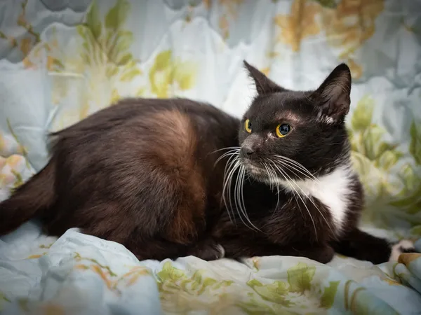 Znaleziono kota, Sosnowiec, 6 czerwca 2025 (3/5)